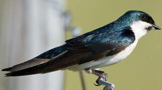 Tree Swallow