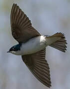 Tree Swallow