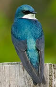 Tree Swallow