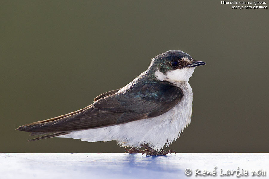 Mangrove Swallow, identification