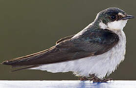 Mangrove Swallow