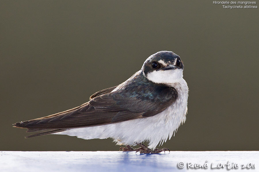 Mangrove Swallow, identification