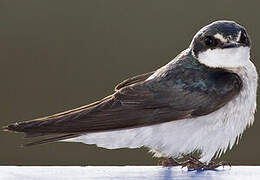 Mangrove Swallow