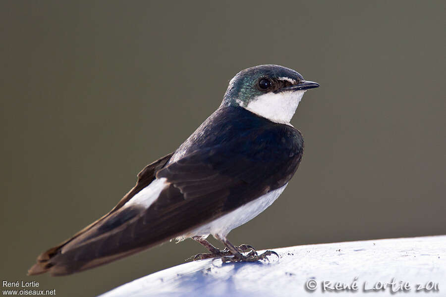 Mangrove Swallow, identification