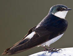 Mangrove Swallow