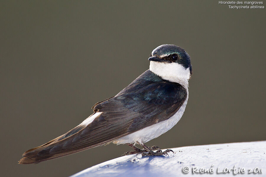 Mangrove Swallow, identification