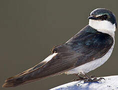 Mangrove Swallow