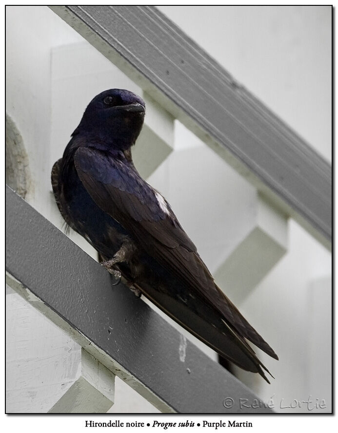 Purple Martin male adult