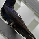 Hirondelle noire