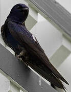 Purple Martin