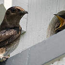 Hirondelle noire