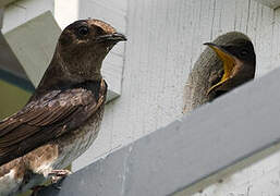 Purple Martin