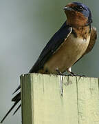 Barn Swallow