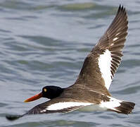 American Oystercatcher