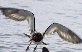 American Oystercatcher