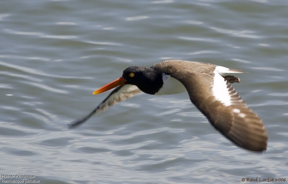 American Oystercatcher