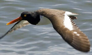 American Oystercatcher