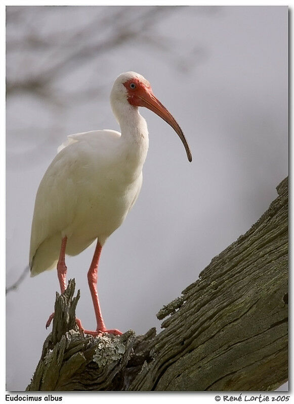 Ibis blanc