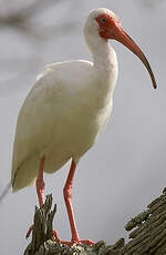 Ibis blanc