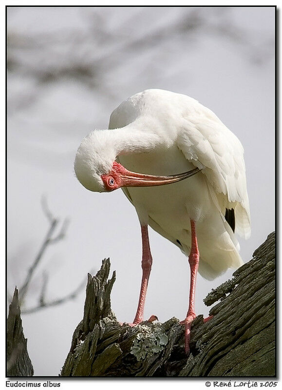 American White Ibis