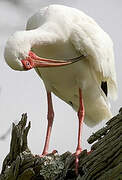 American White Ibis