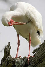 Ibis blanc