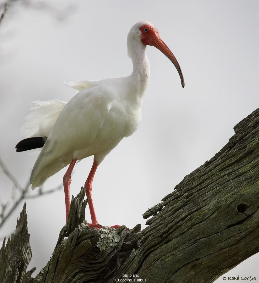 American White Ibis