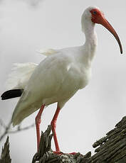 Ibis blanc