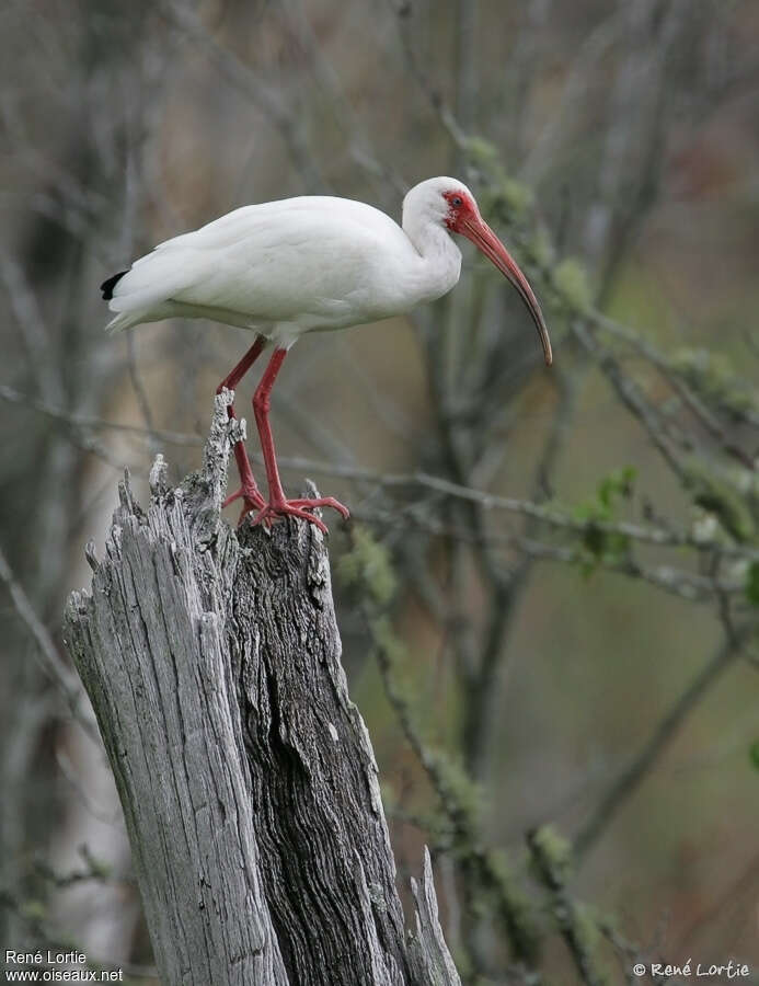 American White Ibisadult, identification