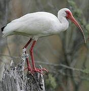 Ibis blanc