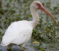 Ibis blanc