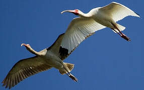 American White Ibis