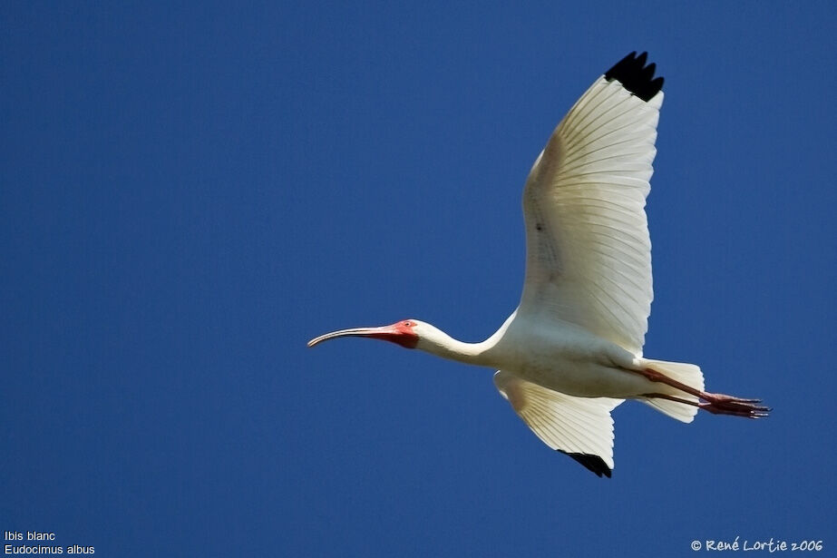 Ibis blancadulte nuptial