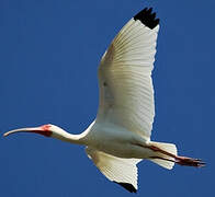 American White Ibis