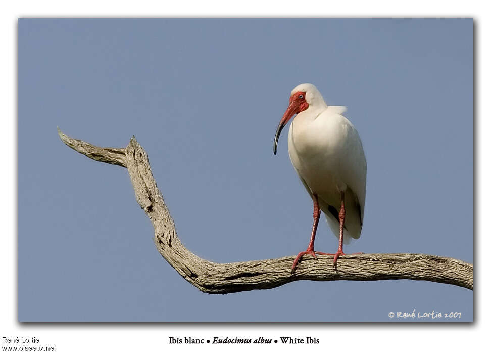 American White Ibisadult breeding, identification