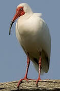 Ibis blanc