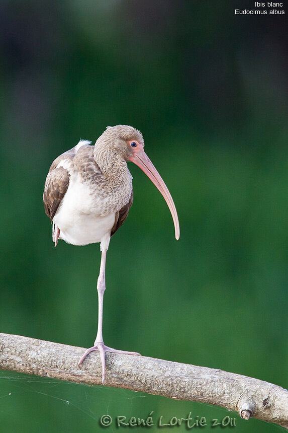 Ibis blancjuvénile, identification