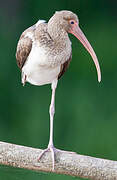 American White Ibis