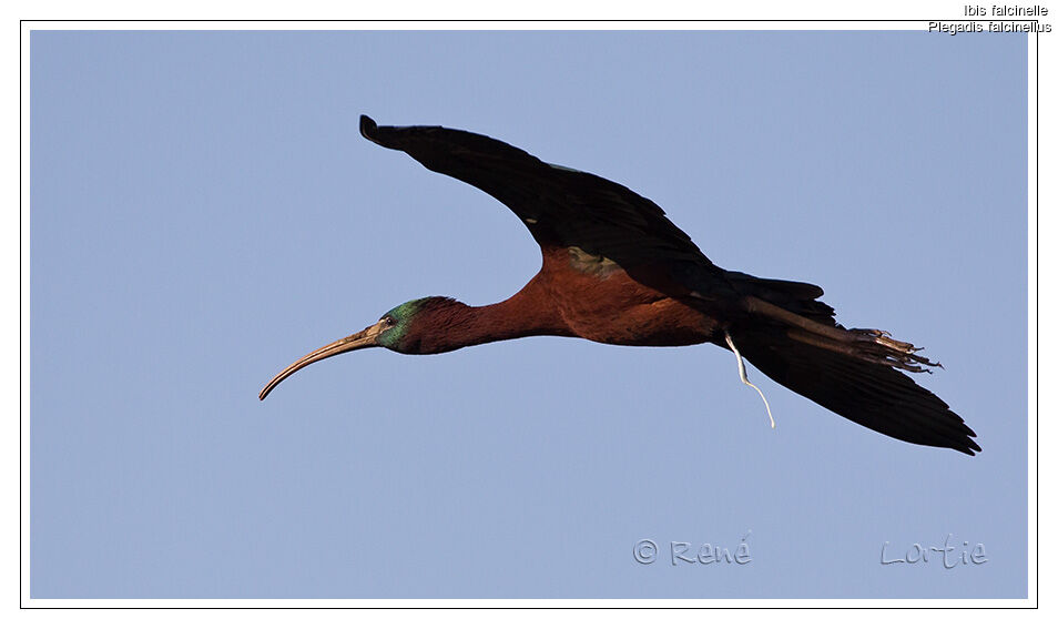 Glossy Ibis, Flight