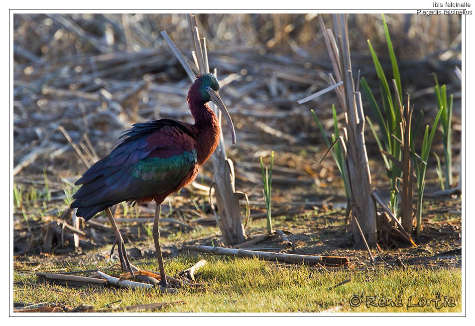 Ibis falcinelle, identification