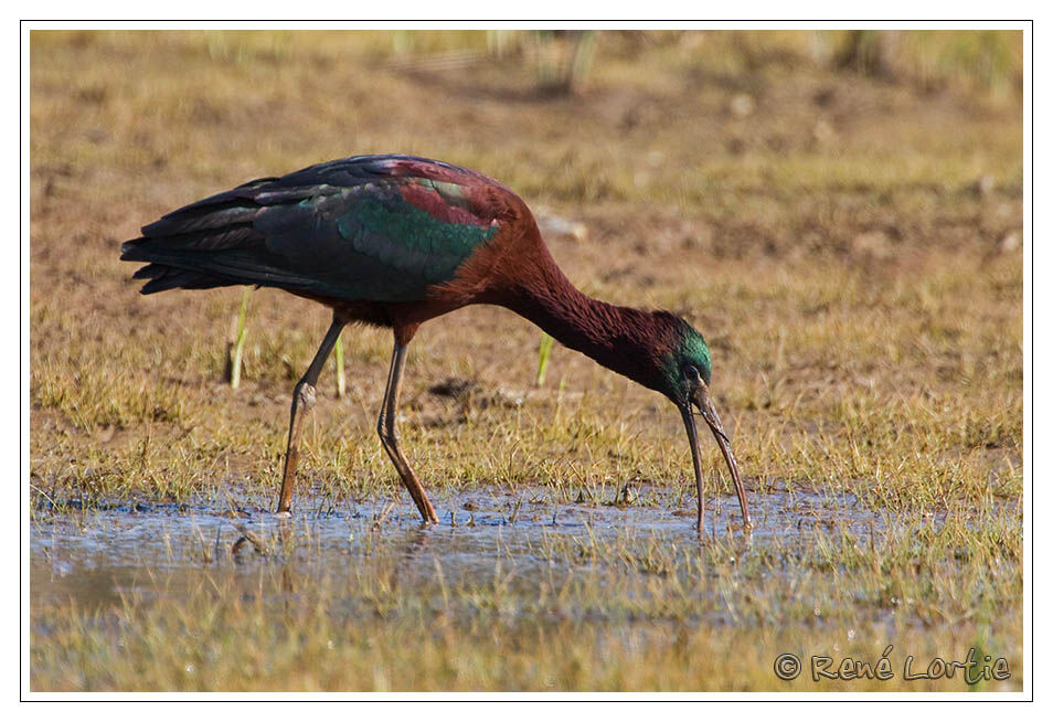 Ibis falcinelle, identification