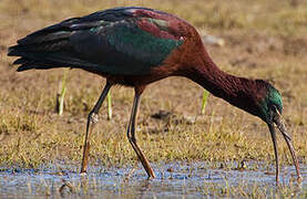 Glossy Ibis