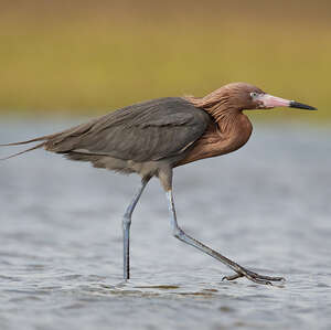 Aigrette roussâtre