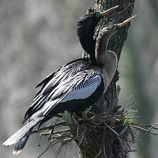 Anhinga d'Amérique