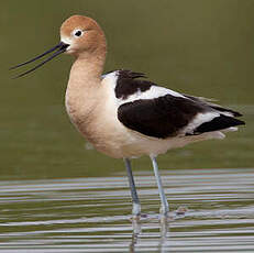 Avocette d'Amérique