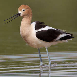 Avocette d'Amérique