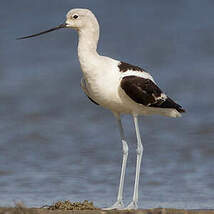 Avocette d'Amérique