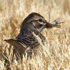 Bruant à joues marron