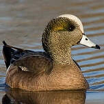 Canard à front blanc