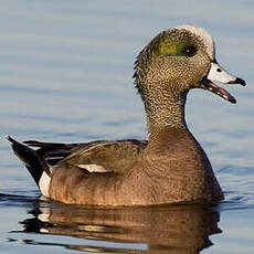 Canard à front blanc